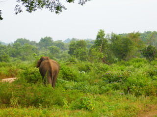 Udawalawe Nationak Park au Sri Lanka