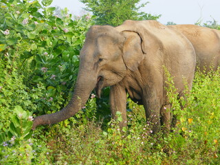 Udawalawe Nationak Park au Sri Lanka