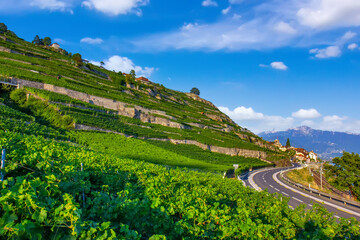 Terraced Vineyards on a Sunny Hillside