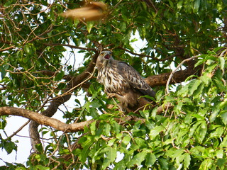 Udawalawe Nationak Park au Sri Lanka
