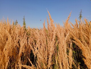Yellow dry cream of fescue grass on the background of the blue sky. Natural field backgrounds and textures with plants and herbs