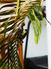 Udawalawe Nationak Park au Sri Lanka