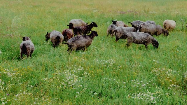 Black sheep grazing on green lawn