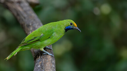 Beautiful green bird in nature Golden-fronted Leafbird 