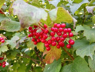 Bright red viburnum berries on a bush among green leaves in the afternoon on the street. A green bush with red bright saturated small berries in an inflorescence. Horono red viburnum symbol of Ukraine