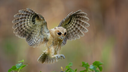 Collared Scops Owl in flight. With Wings Spread. Green summer background.