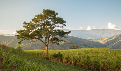 Fototapeta premium Lone Tree in a Serene Mountain Landscape, Nature and Tranquility Concept, Idyllic Countryside Scenery with Rolling Hills and Clear Sky