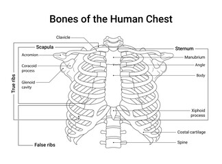 Bones of the Human Chest in Line Style