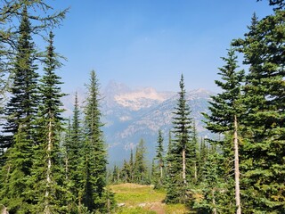 forest in the mountains