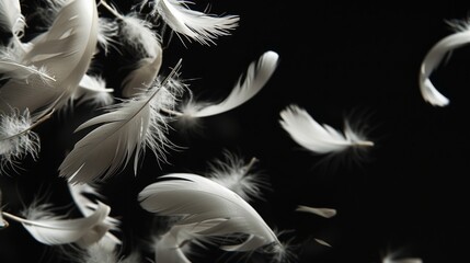 Fototapeta premium White feathers gently falling against a solid black background