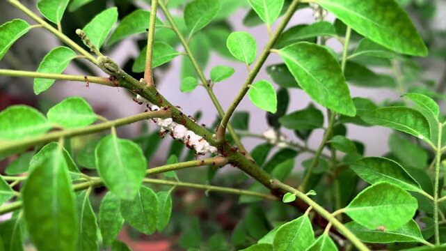 The ants feed on honeydew from mealy bugs
