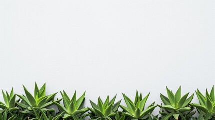 Fototapeta premium Aloe vera plants growing in front of a clean white wall