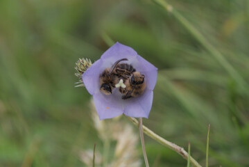Bees sleeping inside a harebell flower