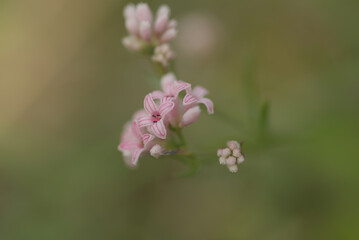 Squinancywort flower close up