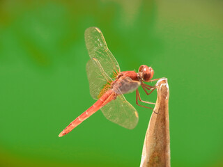 Libellula