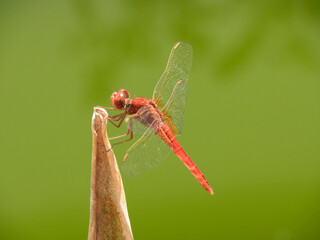 Libellula