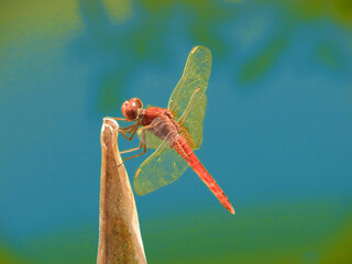 Libellula