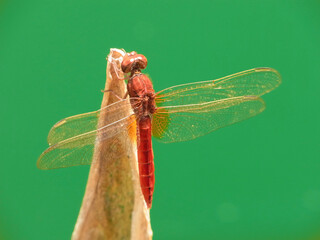 Libellula