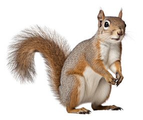 PNG Squirrel animal mammal rodent.