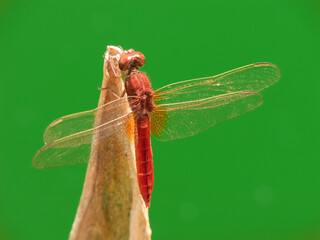 Libellula