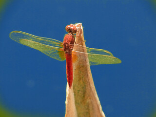 Libellula