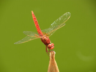 Libellula