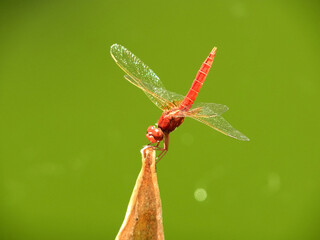 Libellula