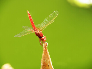 Libellula