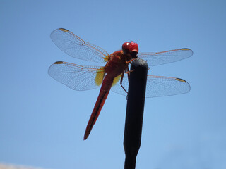 Libellula