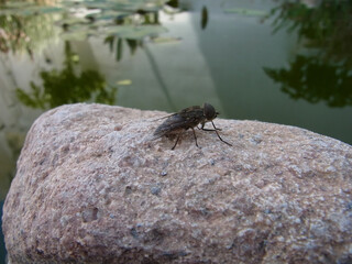 Mosca soldato