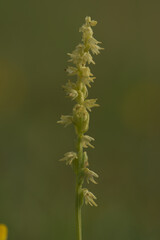 Musk orchid bloom