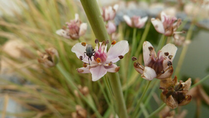Fiore