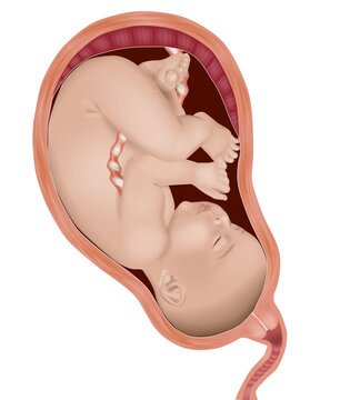 Pregnant anatomy and the fetus. Anatomy of pregnancy of the Baby in the womb of a pregnant mother. Side view