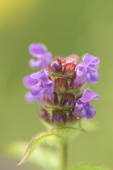 Self heal flower close up