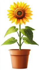 Obraz premium Radiant Sunflowers in a Pot, Isolated on White Background, Symbolizing Happiness and Positive Energy,single element,single object,material,vector material,illustration