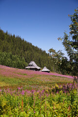 Hala Gąsienicowa - g&oacute;ry Tatry