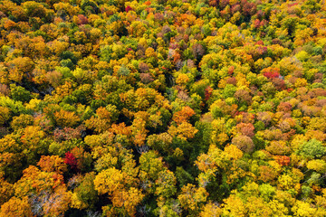 Drone Point of View Looking Down on Trees with Early Autumn Colors -  Northeast USA - Vermont