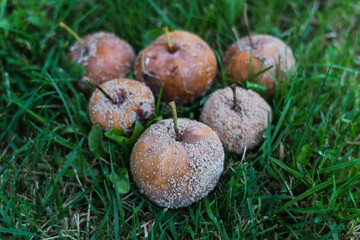 Six rotten apples stacked in a pyramid lie in the thick grass