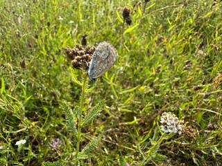 butterfly on the grass