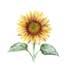 Single sunflower stem. Hand drawn rustic watercolor illustration.