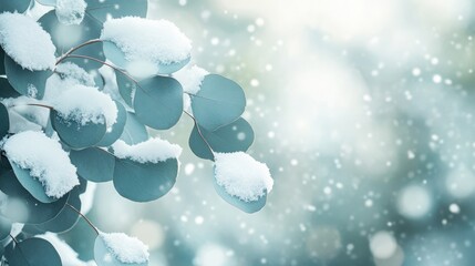 Serene Winter Eucalyptus Branches with Snow Flakes