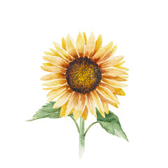 Single sunflower stem. Hand drawn rustic watercolor illustration.