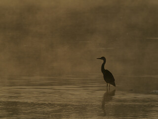 Graureiher im Nebel
