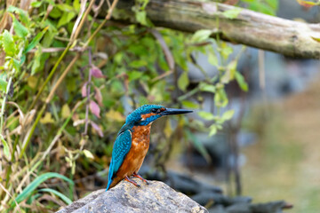 Eisvogel