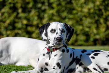 Dalmatian dog outdoors in summer