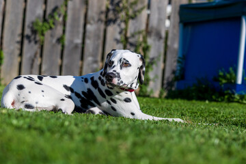 Dalmatian dog outdoors in summer