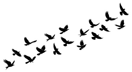 silhouettes of birds vector