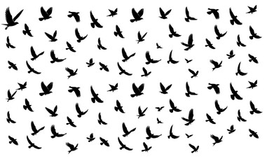 Naklejka premium SILHOUETTE FLYING BIRDS