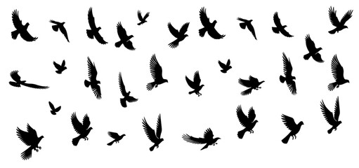 Flock of flying birds