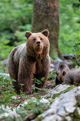 Brown bear - close encounter with a  wild brown bear eating in the forest and mountains of the...